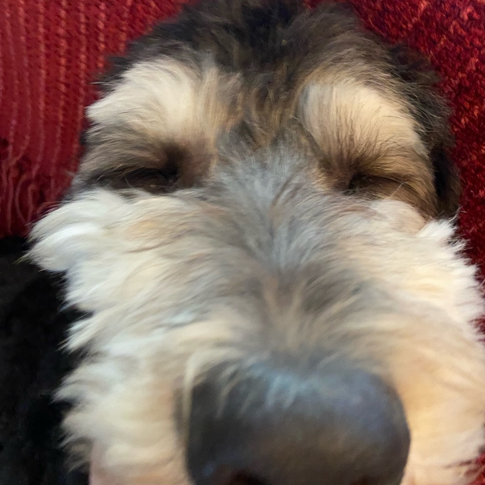 Meet your Posher, mae